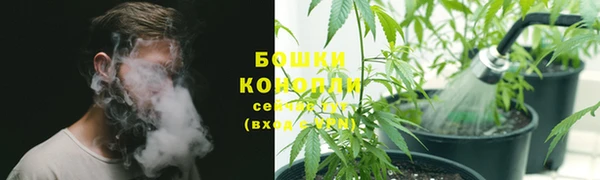 прущие грибы Новокубанск